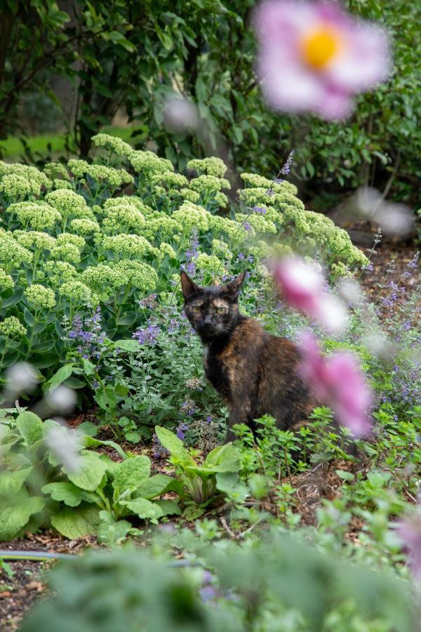 The Cat And The Owl B&B Groenlo Εξωτερικό φωτογραφία
