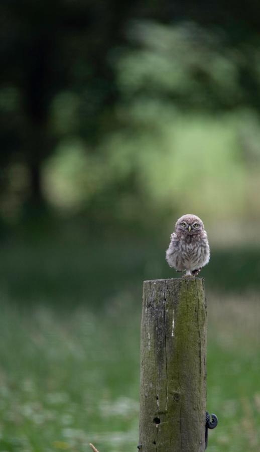 The Cat And The Owl B&B Groenlo Εξωτερικό φωτογραφία